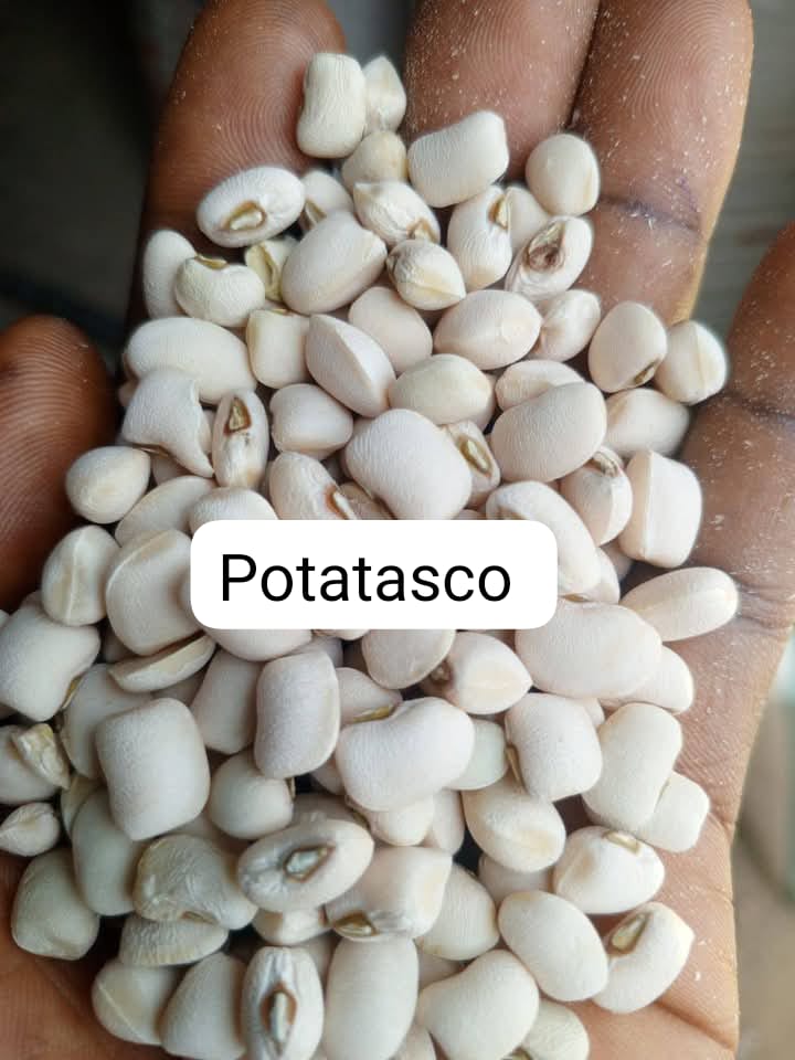 Potatasco Beans 110kg