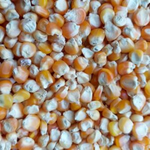 Yellow Corn 110kg